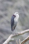 Pacific heron. Non-breeding adult. Wayby, south of Wellsford, September 2013. Image © John Woods by John Woods.