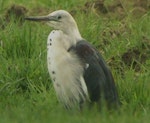 Pacific heron. Non-breeding plumage. Wayby, south of Wellsford, September 2013. Image © Tim Barnard by Tim Barnard.