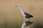 Pacific heron. Juvenile foraging. Kambah, Australian Capital Territory, February 2017. Image © Glenn Pure 2017 birdlifephotography.org.au by Glenn Pure.