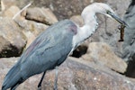 Pacific heron. Non-breeding adult with freshwater crayfish. Blue Mountains, New South Wales, Australia, April 2015. Image © Imogen Warren by Imogen Warren.