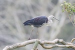 Pacific heron. Non-breeding adult. Wayby, south of Wellsford, September 2013. Image © John Woods by John Woods.