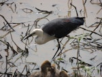 Pacific heron. Adult foraging. Hasties Swamp, Atherton Tableland, Queensland, August 2016. Image © Ian Armitage by Ian Armitage.