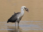 Pacific heron. Juvenile with large yabby. Murrumbidgee Country Club Golf Course, Kambah, Australian Capital Territory, February 2017. Image © Glenn Pure 2017 birdlifephotography.org.au by Glenn Pure.