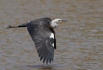 Pacific heron. Juvenile in flight. Kambah, Australian Capital Territory, February 2017. Image © Glenn Pure 2017 birdlifephotography.org.au by Glenn Pure.