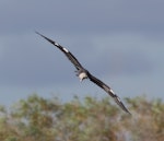 Pacific heron. Adult in flight. Winton, Queensland, Australia, July 2010. Image © Sonja Ross by Sonja Ross.