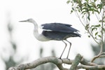 Pacific heron. Non-breeding adult. Wayby, south of Wellsford, September 2013. Image © John Woods by John Woods.