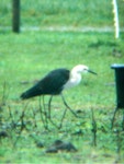 Pacific heron. Adult. Hokitika, July 2002. Image © Nicholas Allen by Nicholas Allen.