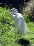 Kōtuku | White heron. Captive adult coming into breeding plumage. Willowbank Wildlife Park, Christchurch, January 2010. Image © James Mortimer by James Mortimer.