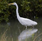 Kōtuku | White heron. Adult in non-breeding plumage. Miranda, March 2012. Image © Raewyn Adams by Raewyn Adams.