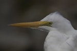 Kōtuku | White heron. Close view of adult head. Milford Sound, February 2012. Image © Glenda Rees by Glenda Rees.