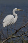 Kōtuku | White heron. Adult perched showing breeding plumes. Lake Forsyth, Canterbury, November 2012. Image © Steve Attwood by Steve Attwood.