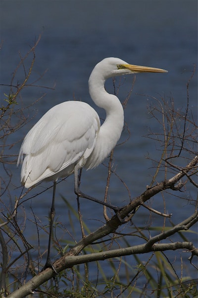 Kōtuku | White heron. Adult perched showing breeding plumes. Lake Forsyth, Canterbury, November 2012. Image © Steve Attwood by Steve Attwood.