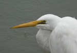 Kōtuku | White heron. Adult showing head and bill. Mapua, June 2010. Image © Alan Tennyson by Alan Tennyson.