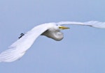 Kōtuku | White heron. Adult in flight. Miranda, March 2012. Image © Raewyn Adams by Raewyn Adams.