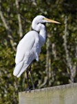 Kōtuku | White heron. Adult in non-breeding plumage. Miranda, March 2012. Image © Raewyn Adams by Raewyn Adams.