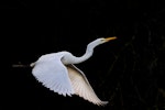 Kōtuku | White heron. Non-breeding adult in flight. Dunedin, June 2013. Image © Glenda Rees by Glenda Rees.