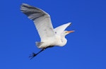 Kōtuku | White heron. Adult in flight. Muddy Creek, Clive, August 2010. Image © Adam Clarke by Adam Clarke.