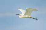 Kōtuku | White heron. Adult in breeding plumage in flight. Hervey Bay, Queensland, Australia, September 2010. Image © Tony Whitehead by Tony Whitehead.