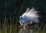 Kōtuku | White heron. Bird in breeding plumage bathing. Westgate Park, Melbourne, Victoria, Australia, December 2009. Image © Sonja Ross by Sonja Ross.