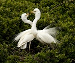 Kōtuku | White heron. Adults in partial breeding plumage at nest. Waitangiroto River, South Westland, November 2013. Image © Rebecca Bowater FPSNZ by Rebecca Bowater.