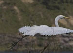 Kōtuku | White heron. Adult in flight coming into breeding plumage. Lake Forsyth, Canterbury, November 2012. Image © Steve Attwood by Steve Attwood.