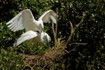 Kōtuku | White heron. Breeding pair mating at the nest. Waitangiroto River, South Westland, November 2013. Image © Glenda Rees by Glenda Rees.