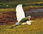 Kōtuku | White heron. Adult in flight. Miranda. Image © Noel Knight by Noel Knight.