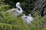 Kōtuku | White heron. Adult at nest with chicks. Waitangiroto River, South Westland, November 2010. Image © Glenda Rees by Glenda Rees.