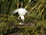 Kōtuku | White heron. Adult turning eggs. Waitangiroto River, South Westland, November 2013. Image © Rebecca Bowater FPSNZ by Rebecca Bowater.