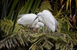 Kōtuku | White heron. Nesting pair. Waitangiroto River. Okarito, November 2012. Image © Rob Lynch by Rob Lynch.