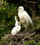 Kōtuku | White heron. Adult with chicks. Waitangiroto River, South Westland, November 2013. Image © Rebecca Bowater FPSNZ by Rebecca Bowater.