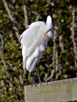 Kōtuku | White heron. Adult preening. Miranda, March 2012. Image © Raewyn Adams by Raewyn Adams.