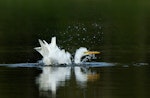 Kōtuku | White heron. Adult bathing. Lake Hood, Ashburton lakes, April 2011. Image © Craig McKenzie by Craig McKenzie.