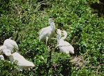 Kōtuku | White heron. Breeding colony with adults and chicks. Waitangiroto River, South Westland, January 1993. Image © Department of Conservation (image ref: 10050064) by Dave Murray, Department of Conservation.