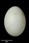 Kōtuku | White heron. Egg 55.4 x 38.5 mm (NMNZ OR.007329, collected by Robert Falla). Waitangiroto River, South Westland, November 1949. Image © Te Papa by Jean-Claude Stahl.