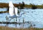 Kōtuku | White heron. Adult taking flight. Miranda, March 2012. Image © Joke Baars by Joke Baars.