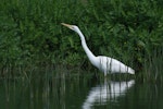 Kōtuku | White heron. Adult with neck extended. Foxton Beach, October 2009. Image © Craig Steed by Craig Steed.