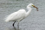 Kōtuku | White heron. Adult (coming into breeding plumage) with young eel. Wattle Farm Wetlands Reserve, Manukau Harbour, October 2015. Image © Oscar Thomas by Oscar Thomas.