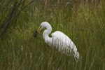 Kōtuku | White heron. Adult with pukeko chick prey. Near Twizel, December 2012. Image © Glenda Rees by Glenda Rees.