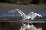 Kōtuku | White heron. Adult spearing yellow-eyed mullet. Ahuriri estuary, Napier, September 2016. Image © Adam Clarke by Adam Clarke.