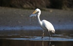 Kōtuku | White heron. Adult with yellow-eyed mullet that it had speared. Ahuriri estuary, Napier, September 2016. Image © Adam Clarke by Adam Clarke.