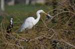 Kōtuku | White heron. Non-breeding adult catching a chaffinch. Anderson Park, Taradale, August 2015. Image © Adam Clarke by Adam Clarke.