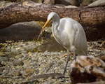 Kōtuku | White heron. Adult with southern grass skink. Milford Sound, April 2013. Image © Albert Aanensen by Albert Aanensen.