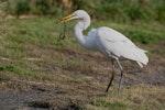 Kōtuku | White heron. Adult with eel. Ferrymead ponds, Christchurch, May 2023. Image © Ben Ackerley by Ben Ackerley.