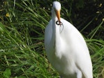 Kōtuku | White heron. Adult holding plague skink. Lake Rotomanu, New Plymouth, May 2016. Image © Emily Roberts by Emily Roberts.