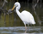 Kōtuku | White heron. Adult with speared flounder. Miranda, October 2016. Image © John and Melody Anderson, Wayfarer International Ltd by John and Melody Anderson.