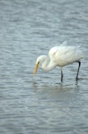 Kōtuku | White heron. Adult stalking. Okarito Lagoon, November 2011. Image © Corey Mosen by Corey Mosen.