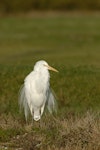 Kōtuku | White heron. Adult with nuptial plumes. Miranda, Waikato, August 2005. Image © Neil Fitzgerald by Neil Fitzgerald.