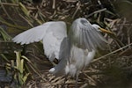 Kōtuku | White heron. Adult landing. Lake Forsyth, Canterbury, November 2012. Image © Steve Attwood by Steve Attwood.