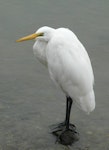 Kōtuku | White heron. Adult perched on rock. Mapua, June 2010. Image © Alan Tennyson by Alan Tennyson.